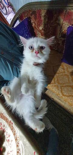 Persian Kitten For Sale and Male Cat For Sale