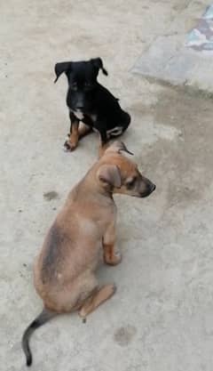 Alsation dogs puppies for sale