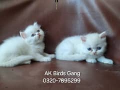 2 Persian female kittens