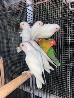 Lovebird breeder pairs reasonable prices