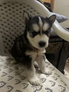 husky female pup available good quality