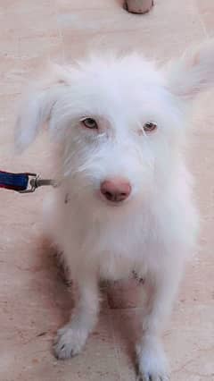 4.5 months ppodel breed dog for sale