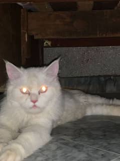 Persian white tripple coated adult cat