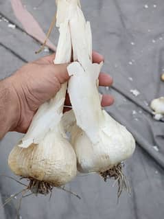 G1 garlic