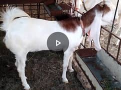 Goats | goat for sale |2 dant bakri Jodi | Qurbani |