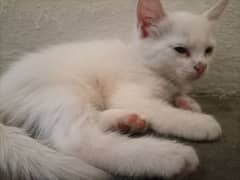 1 female kitten for sale Persian Breed