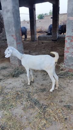 Female goat