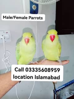 Single 5500 Hand Tamed Friendly Green Ring Neck Parrots Male/Female
