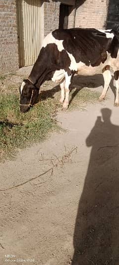 pregnant cow for sale