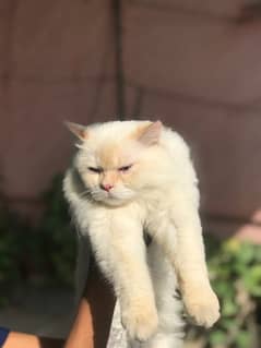1 year Persian  white and cream colour  male cat for sale