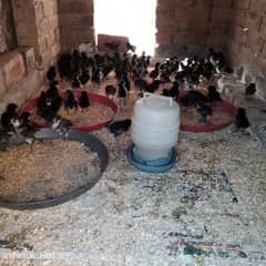 pure Australorp healthy chicks of different ages are available