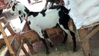 03207554419  contact num. Mashallah 2 dant Bakra for sale