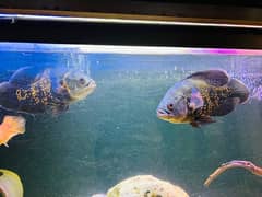 tiger oscar cichlid fish