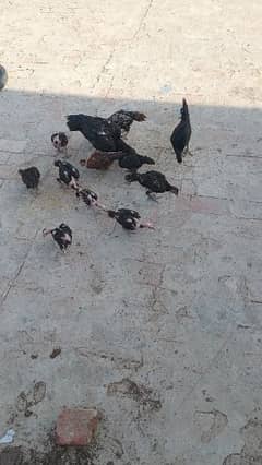 pure vaitnaam chicks for sale