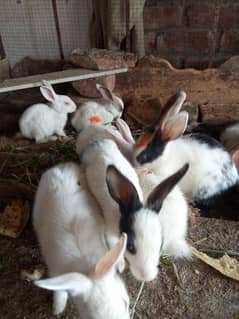 Rabbits Chicks and breeder female