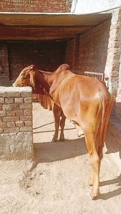 DNA proved real Sahiwal Bull and cow for qurbani bull 450000 cow 90000