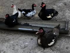 Muscovy duck chicks fertail eggs available
