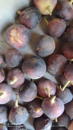 Fresh Ingeer 'Figs' Dastyab Hai