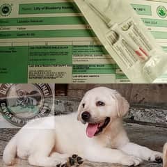 British Labrador Puppies pedigree 03134111831