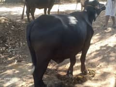 buffalo | bull | bhensa for sale best qurbani