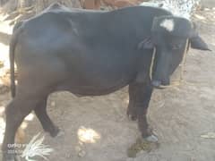 buffalo | bull | bhensa for sale best qurbani