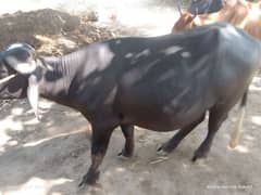 bhensa | bull | buffalo for sale #qurbani