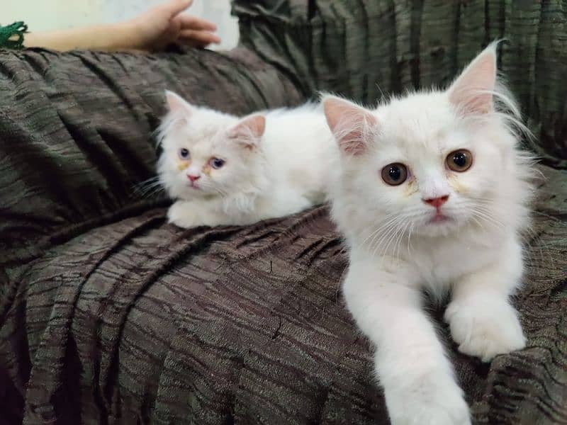 Double coated female kittens 7