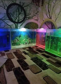 aquarium 3fet