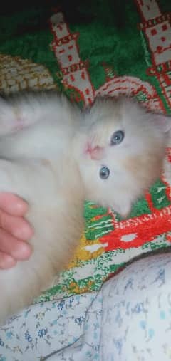 triple coated Persian kitten