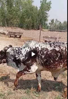 bachra ( bull)