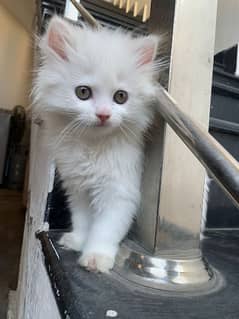 Persian kitten 42 Days age