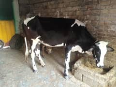Heifer for Sale in Nowshera