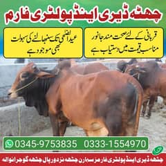 sahiwal bulls Qurbani for sale