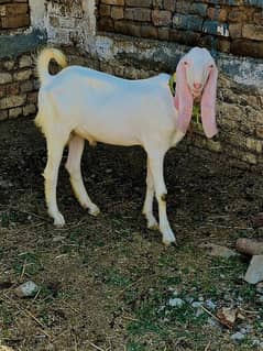 Rajanpuri / Goats / Qurbani 2024 / Bakry / بکرے