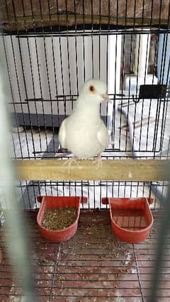 pair of dove and cage