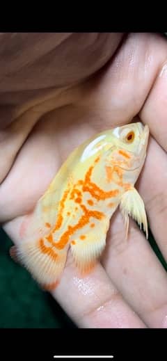 arwana , redcap oranda goldfish , red tail catfish
