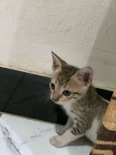 Semi persian cats for adoption