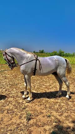 Makhi sabz colour horse for sale
