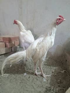 heera 3 male 2 female Available 0317.9523. 560