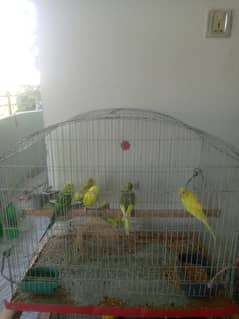 All birds with cage