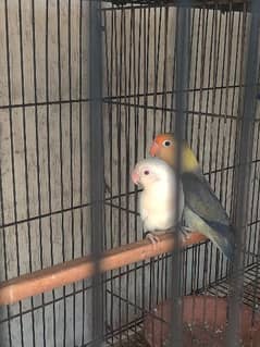 Cage and love birds