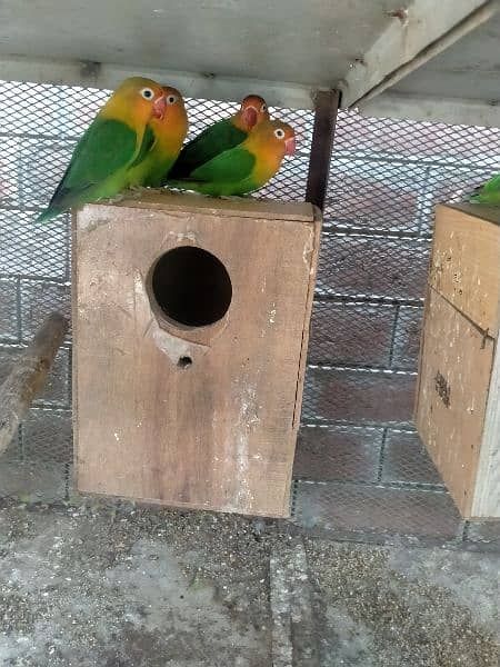 Love Birds & Buddgies 1