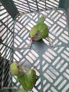 urgnat sale 2 parrot full in final price 12k only call 03315227723
