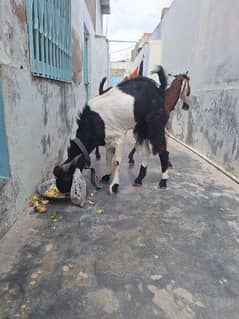 bakra andu for sell