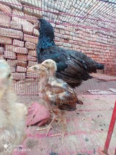 Pure Aseel Black Female with 6 Chicks