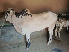 Pakistan beautiful bull