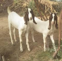 Qurbani K 15 Bakry For Sale | Bakra | Goat