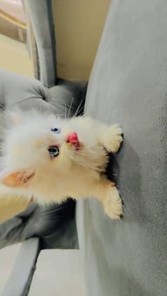 Persian kittens semi punch face long coat litter train