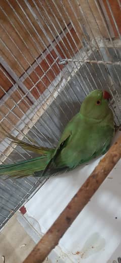 Green parrot for sale Wattsapp number 03187559562
