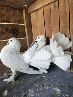 white and shoulder breeder pairs